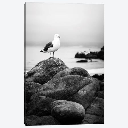 Perched Black And White Canvas Print #PPU162} by Apryl Roland Canvas Artwork