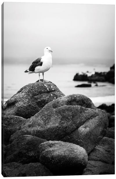 Perched Black And White Canvas Art Print - Gull & Seagull Art
