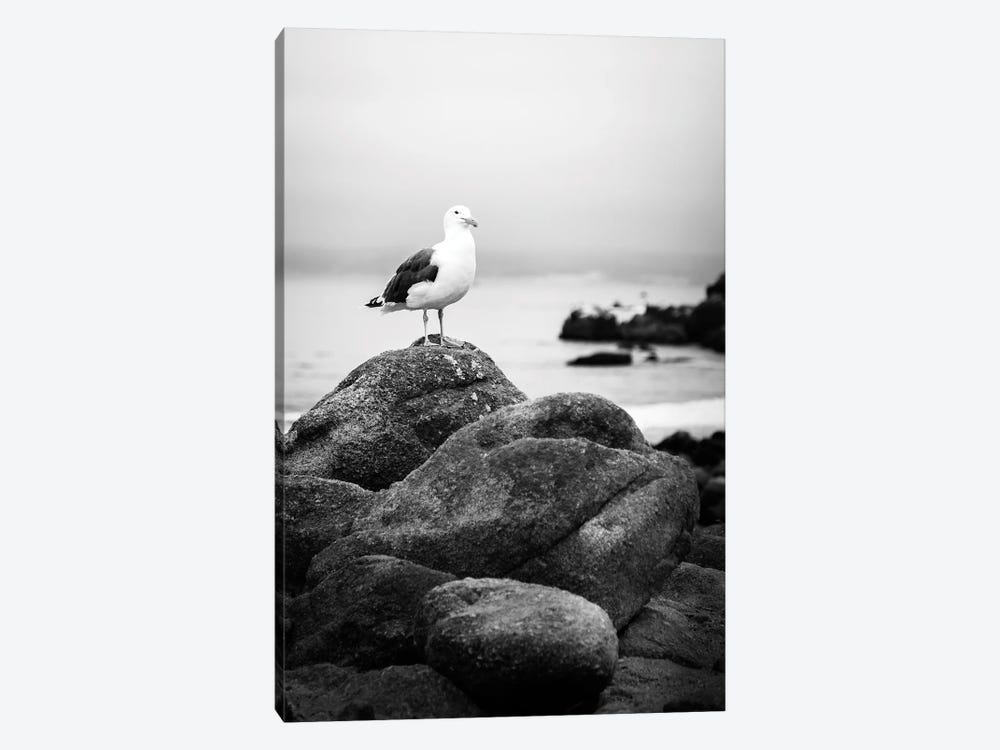 Perched Black And White by Apryl Roland 1-piece Canvas Print