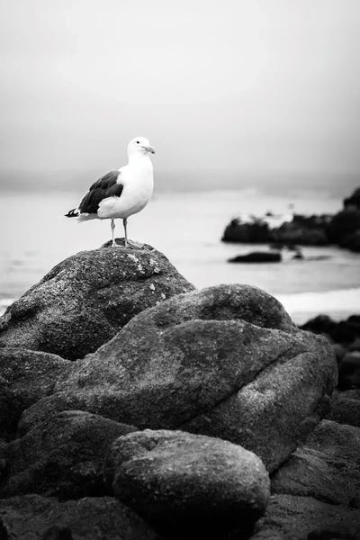 Large Coastal Art - Canvas Prints: Perched Black And White by Apryl Roland