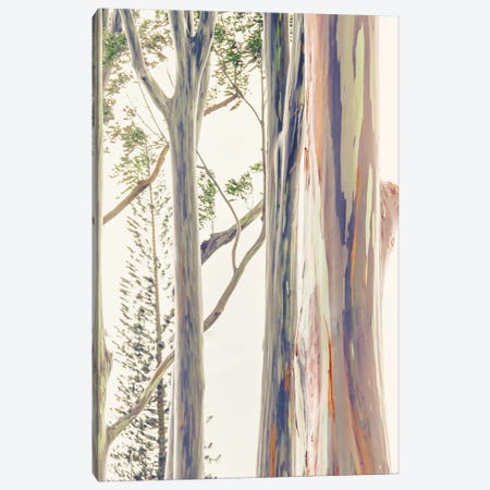 Rainbow Bark Canvas Print #PPU171} by Apryl Roland Art Print