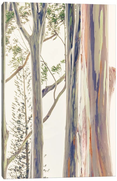 Rainbow Bark Canvas Art Print - Natural Elements