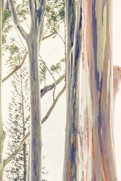 Natural Elements: Rainbow Bark by Apryl Roland