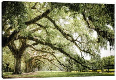 Southern Grace Canvas Art Print - Oak Tree Art