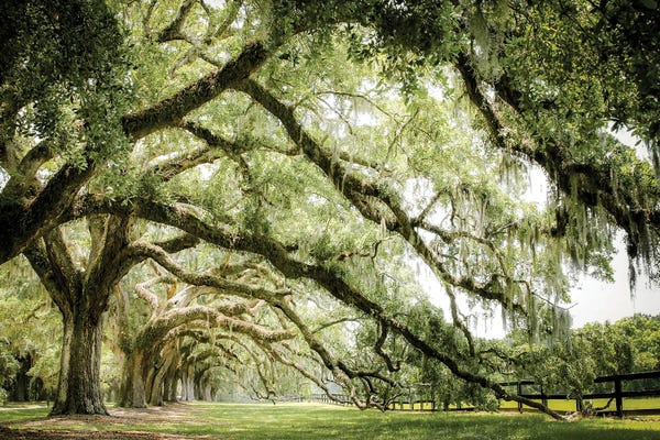 Large Photography - Canvas Prints: Southern Grace by Apryl Roland