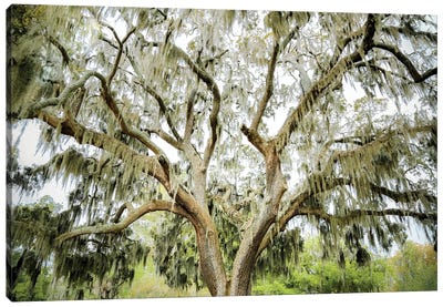 Southern Shade Canvas Art Print - Oak Tree Art
