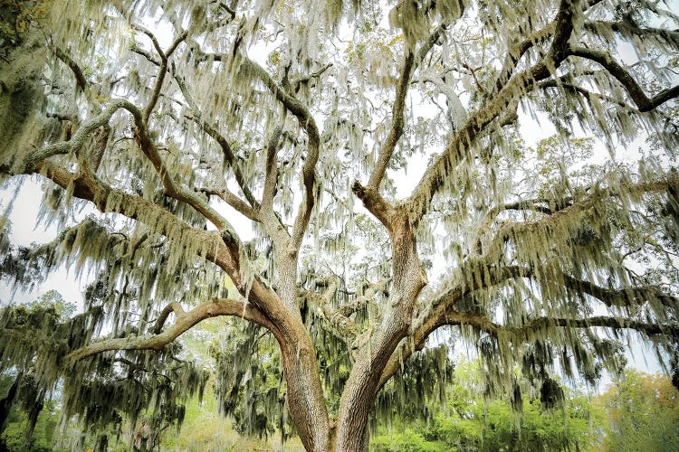 Southern Shade by Apryl Roland wall art