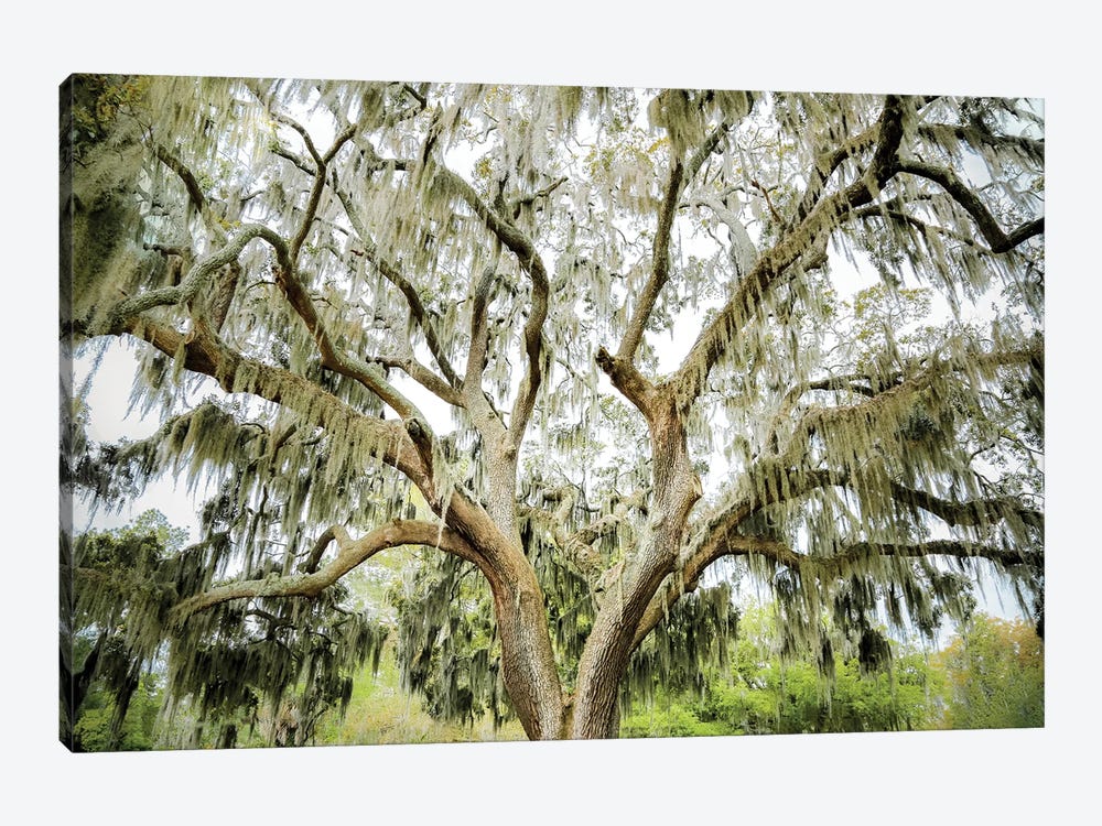 Southern Shade by Apryl Roland 1-piece Canvas Print