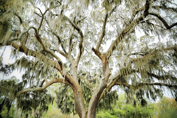 Large Photography - Canvas Prints: Southern Shade by Apryl Roland
