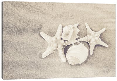 Starstruck Canvas Art Print - Starfish Art