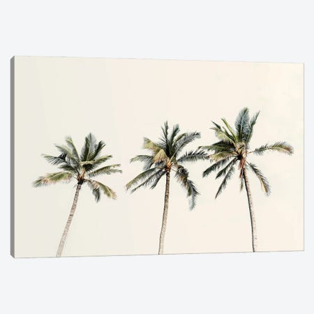 3 Palms Canvas Print #PPU237} by Apryl Roland Canvas Art Print