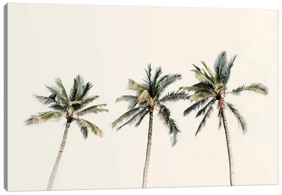 3 Palms Canvas Art Print - Vintage Styled Photography
