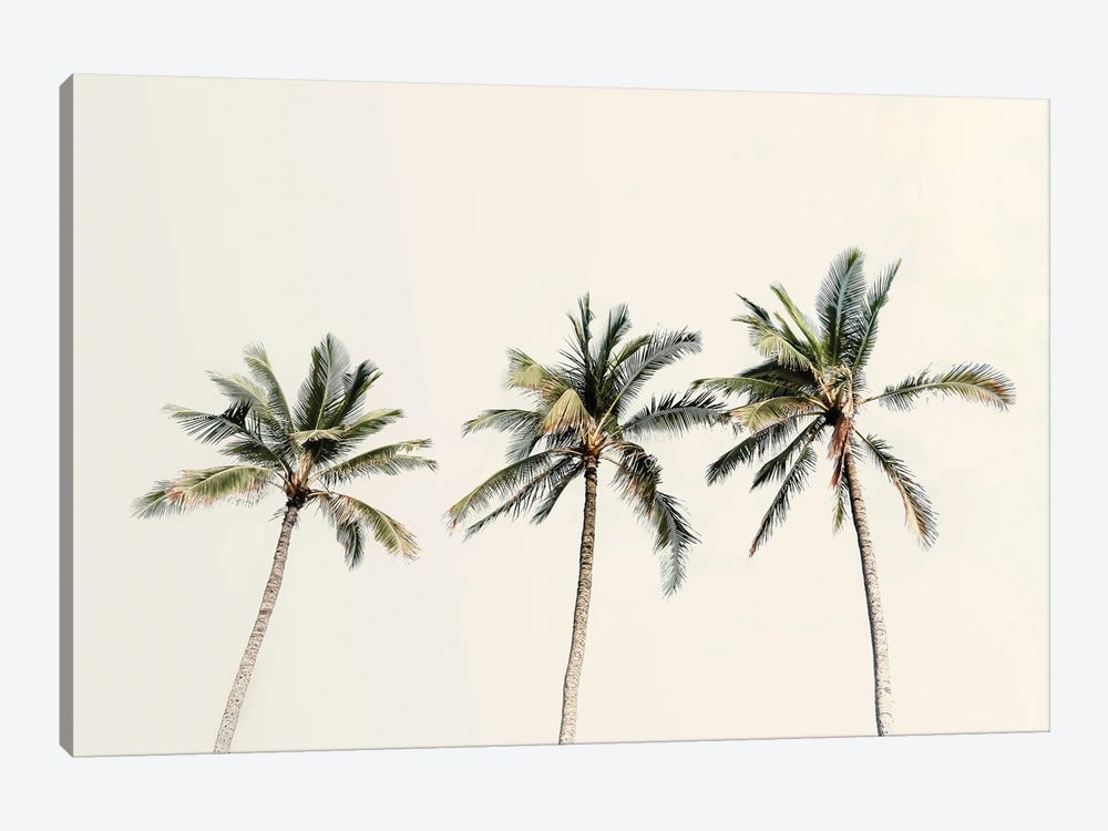 3 Palms by Apryl Roland 1-piece Canvas Print