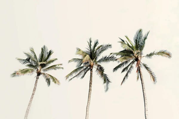 Hawaii: 3 Palms by Apryl Roland