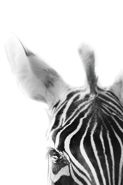 Zebras: Zebra by Apryl Roland