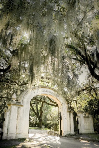 Moss: Wormsloe by Apryl Roland