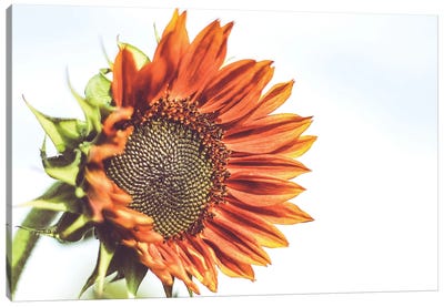 Sunflower III Canvas Art Print - Minimalist Flowers