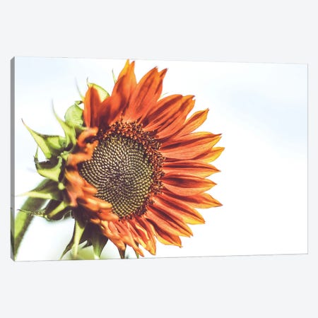 Sunflower III Canvas Print #PPU304} by Apryl Roland Canvas Print