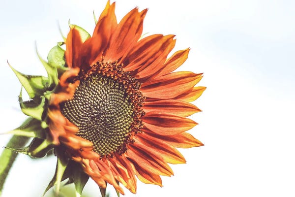 Minimalist Photography: Sunflower III by Apryl Roland