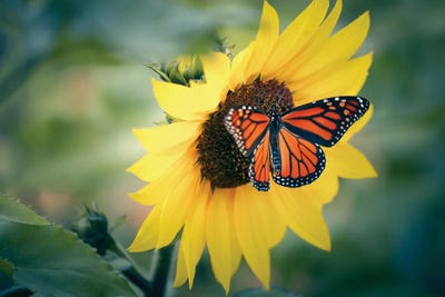 Butterflies and Flowers