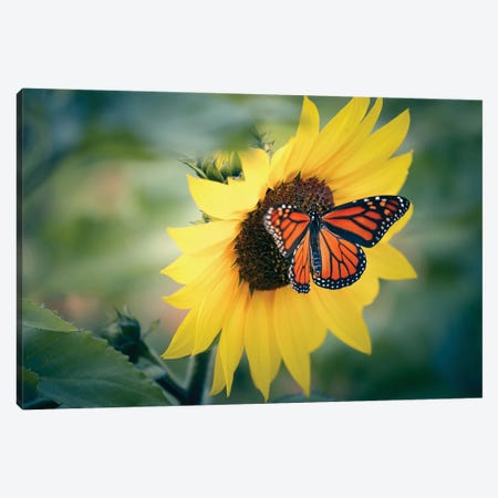 Sunflower V Canvas Print #PPU306} by Apryl Roland Canvas Print