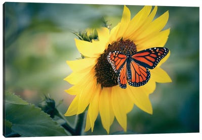 Sunflower V Canvas Art Print - Monarch Butterflies