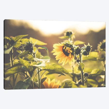 Sunflower VII Canvas Print #PPU308} by Apryl Roland Canvas Art