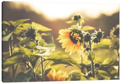 Sunflower VII Canvas Art Print - Apryl Roland