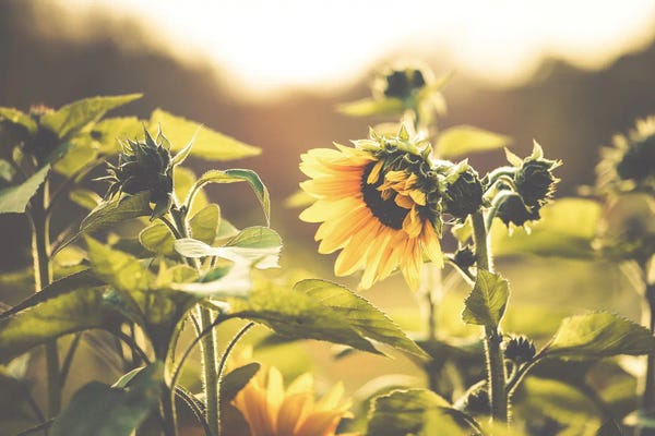 Vintage Styled Photography: Sunflower VII by Apryl Roland