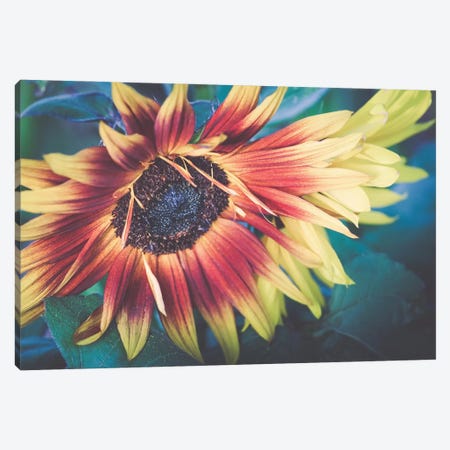 Sunflower XXI Canvas Print #PPU309} by Apryl Roland Canvas Artwork