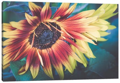 Sunflower XXI Canvas Art Print - Apryl Roland