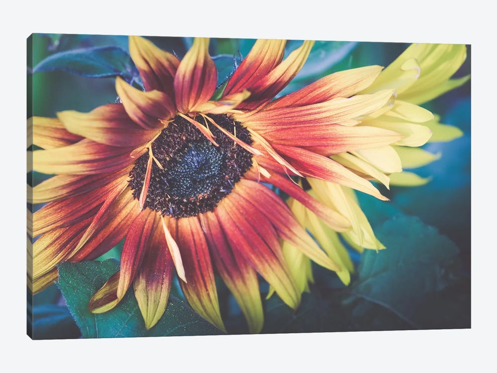 Sunflower XXI by Apryl Roland 1-piece Canvas Print