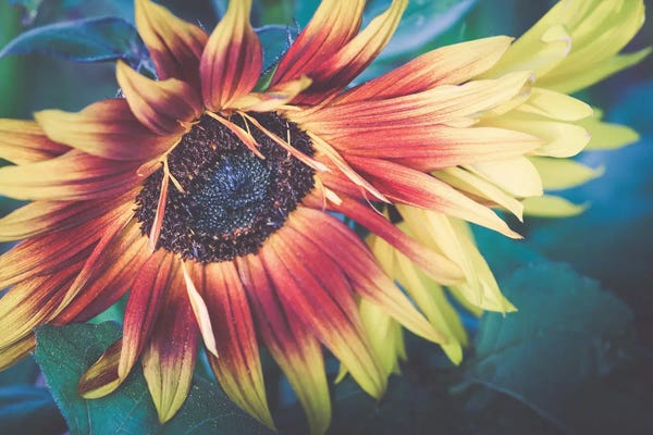 Macro Photography: Sunflower XXI by Apryl Roland