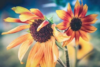 Sunflower XXIII by Apryl Roland multi panel art