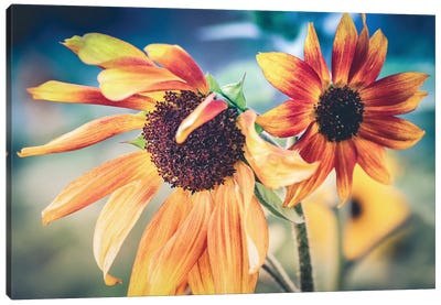 Sunflower XXIII Canvas Art Print - Apryl Roland
