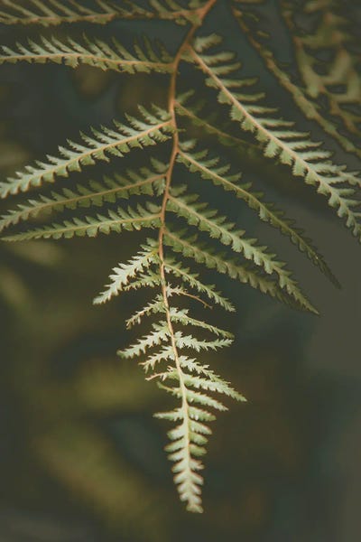 Apryl Roland: Fern Frond by Apryl Roland