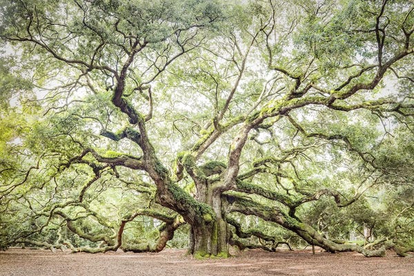 Angel Oak Tree