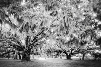 Oak Trees