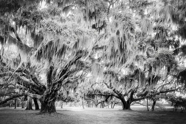Apryl Roland: Sway Black And White by Apryl Roland