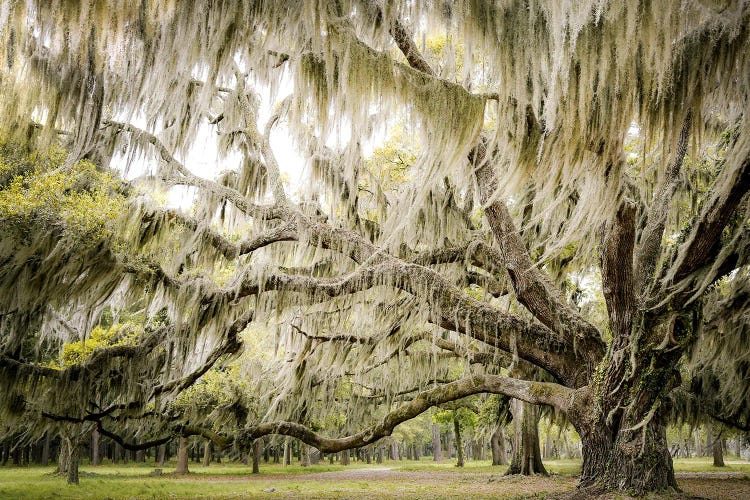 Low Country Breeze by Apryl Roland wall art