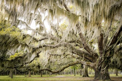 Oak Trees
