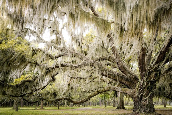 Large Photography - Canvas Prints: Low Country Breeze by Apryl Roland