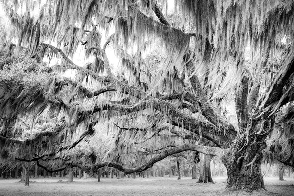 Oak Trees: Low Country Breeze Black & White by Apryl Roland