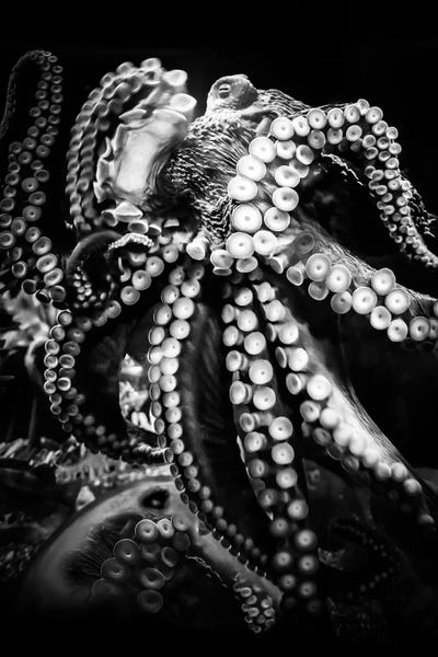 Octopus by Apryl Roland framed canvas print