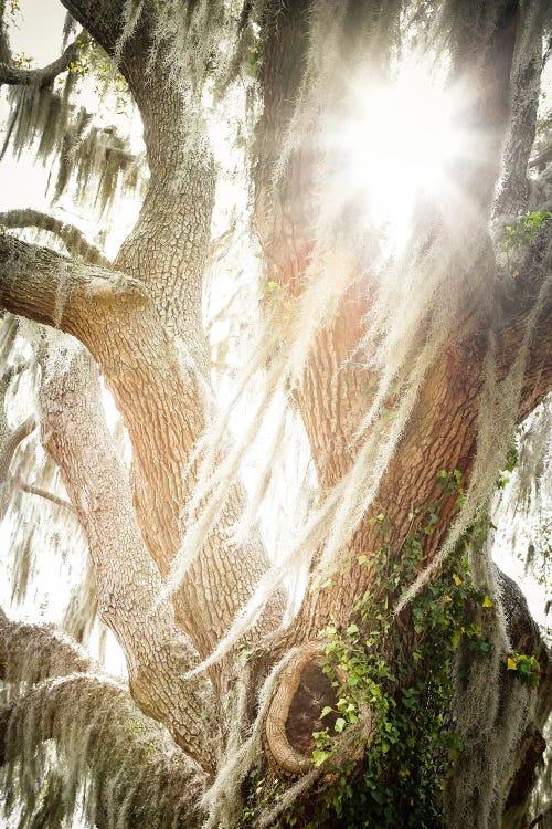 Beaufort by Apryl Roland wall art