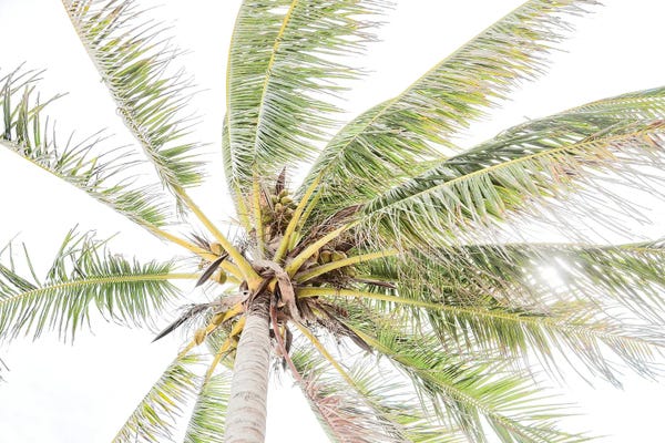 Apryl Roland: Palm Above by Apryl Roland