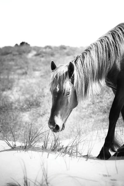 Apryl Roland: Outer Banks Wild Horse by Apryl Roland