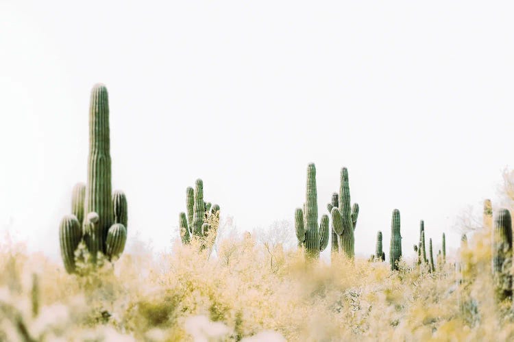 Desert Bloom