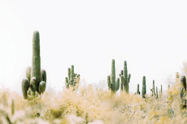 Desert Bloom