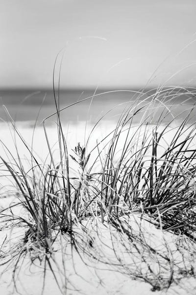 Grasses: Dunes by Apryl Roland